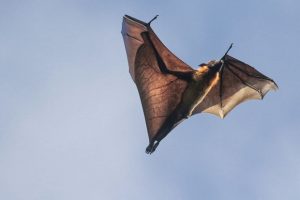 Are Bats Mammals or Birds? | Sophisticated EDGE