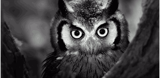 are owls nocturnal