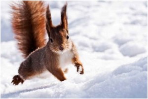 squirrels hibernate in winter