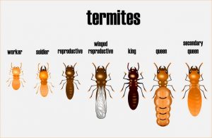 What Do Termites Look Like 300x195 