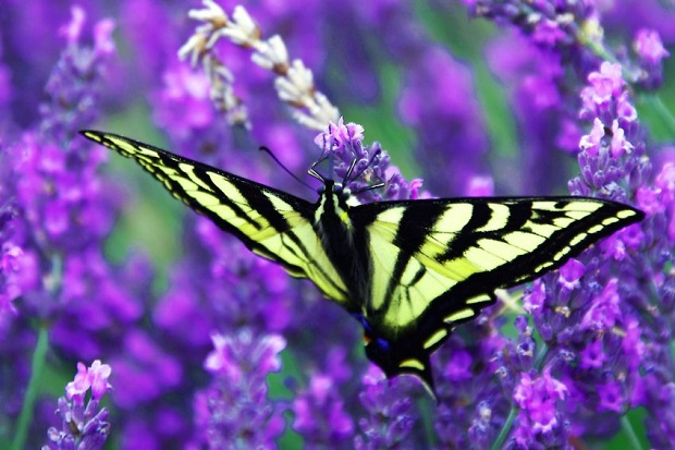 Pruning Lavender Plants Hgtv