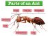 Do Ants Have Muscles? They Sure Do! | Sophisticated EDGE