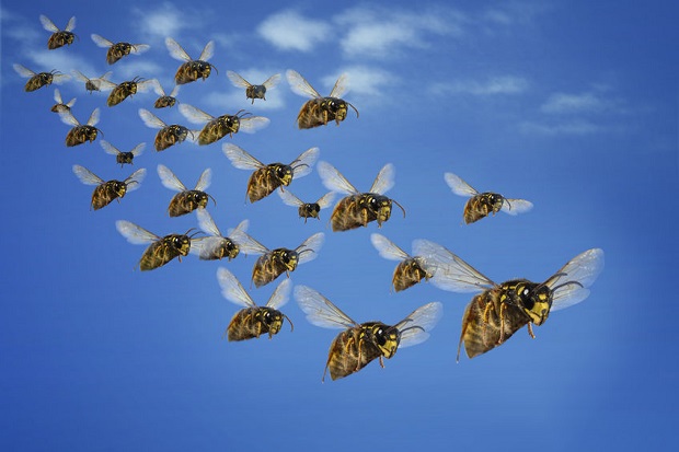 7 Reasons Why Bees Sting - Retaliate