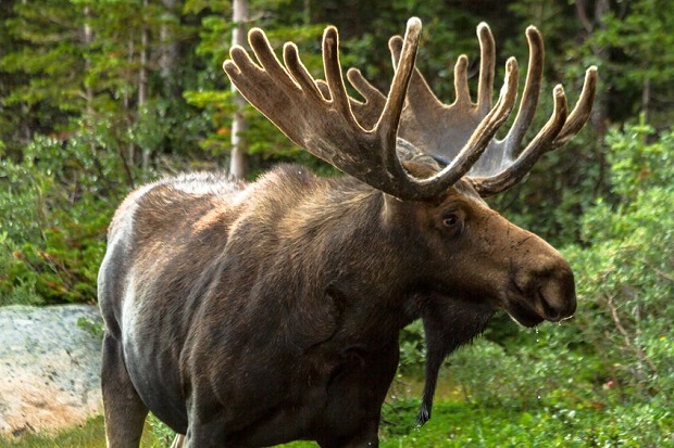 A Moose Can Do What - Shed Antlers