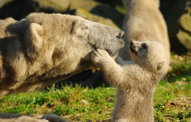 Slideshow - Cutest Bears - Polar Bears 2